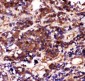 Anti-Caspase 3 Antibody